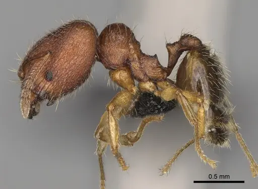 Pheidole ranohirensis specimen CASENT0490851 image casent0490851_5