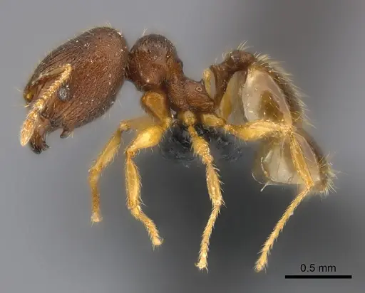 Pheidole ranohirensis specimen CASENT0490851 image casent0490851_6