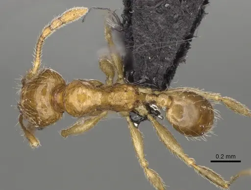 Pheidole ranohirensis specimen CASENT0490856 image casent0490856_1