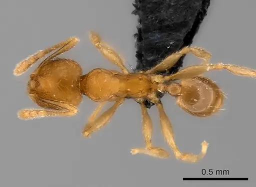 Pheidole ranohirensis specimen CASENT0490856 image casent0490856_2