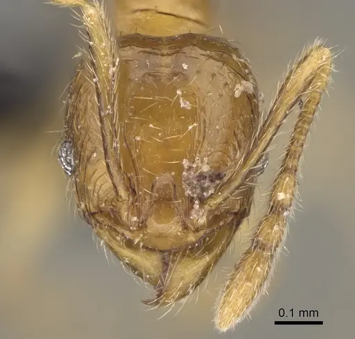 Pheidole ranohirensis specimen CASENT0490856 image casent0490856_3