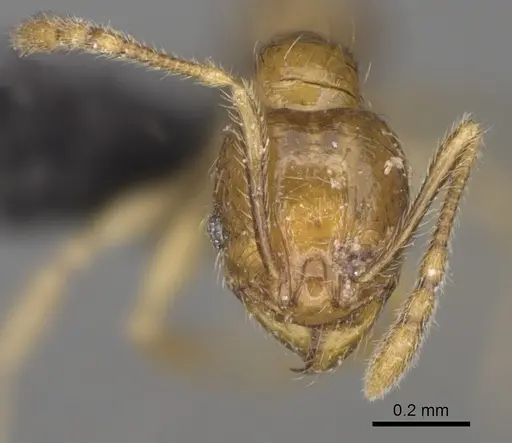 Pheidole ranohirensis specimen CASENT0490856 image casent0490856_4