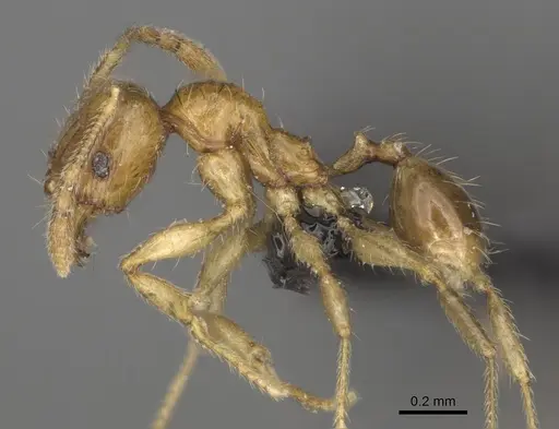 Pheidole ranohirensis specimen CASENT0490856 image casent0490856_5