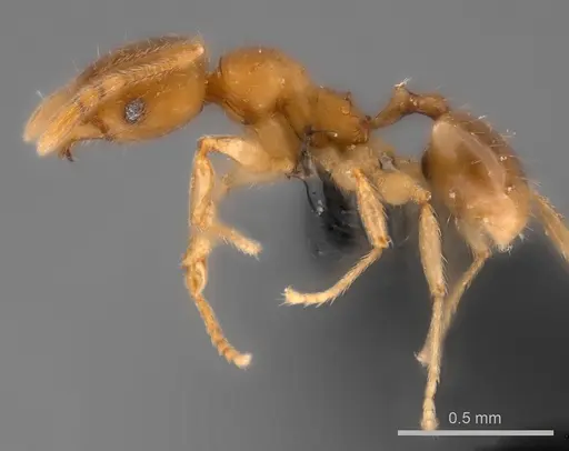 Pheidole ranohirensis specimen CASENT0490856 image casent0490856_6
