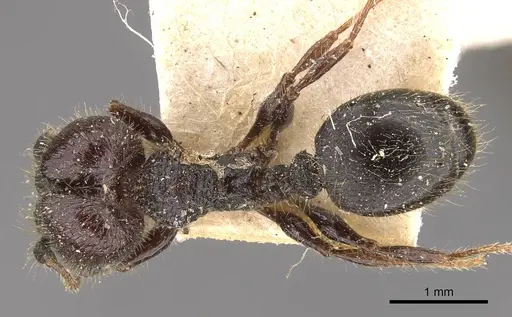 Pheidole reclusi specimen CASENT0908311 image casent0908311_1
