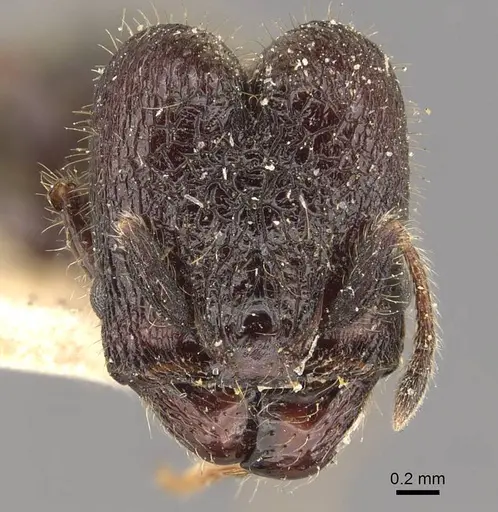 Pheidole reclusi specimen CASENT0908311 image casent0908311_2