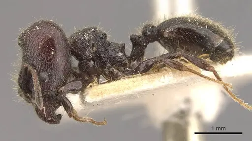 Pheidole reclusi specimen CASENT0908311 image casent0908311_3