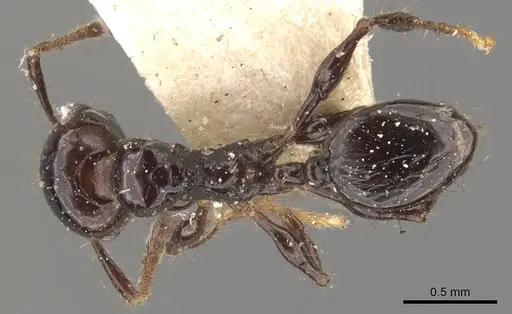 Pheidole reclusi specimen CASENT0908312 image casent0908312_1