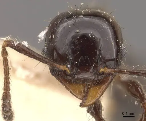 Pheidole reclusi specimen CASENT0908312 image casent0908312_2