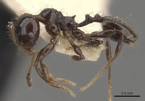 Pheidole reclusi specimen CASENT0908312 image casent0908312_3