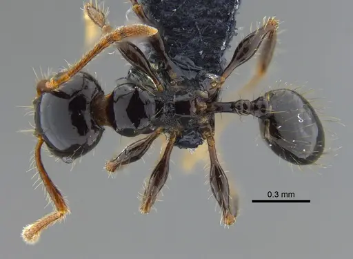 Pheidole reclusi specimen CBUMAGENT42033 image cbumagent42033_1