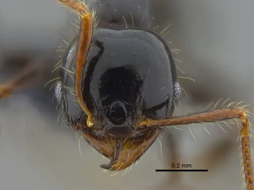 Pheidole reclusi specimen CBUMAGENT42033 image cbumagent42033_2