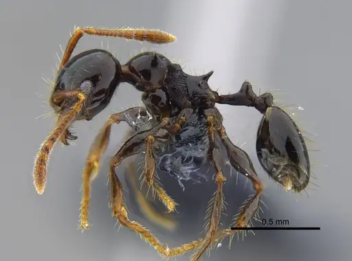 Pheidole reclusi specimen CBUMAGENT42033 image cbumagent42033_3