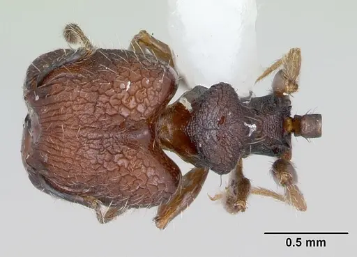 Pheidole recondita specimen CASENT0173102 image casent0173102_1