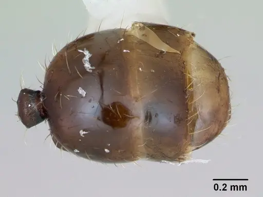 Pheidole recondita specimen CASENT0173102 image casent0173102_2