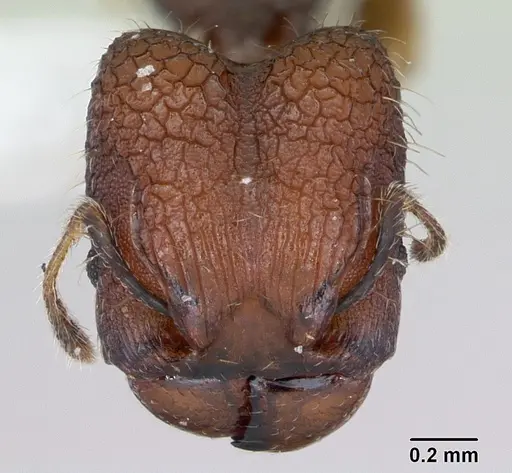 Pheidole recondita specimen CASENT0173102 image casent0173102_3