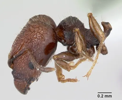 Pheidole recondita specimen CASENT0173102 image casent0173102_4