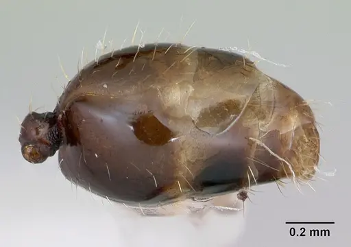 Pheidole recondita specimen CASENT0173102 image casent0173102_5