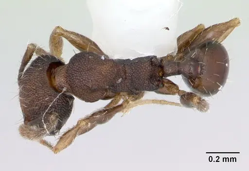 Pheidole recondita specimen CASENT0173103 image casent0173103_1