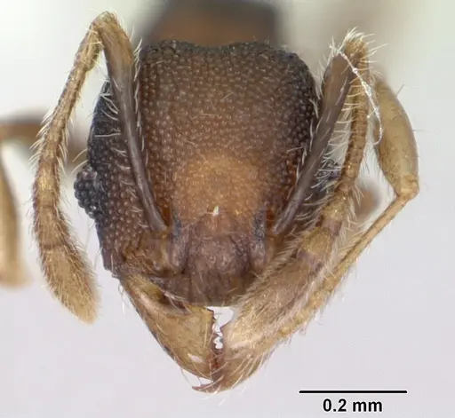 Pheidole recondita specimen CASENT0173103 image casent0173103_2