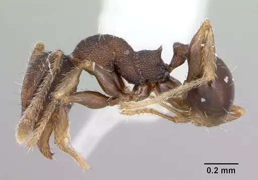 Pheidole recondita specimen CASENT0173103 image casent0173103_3