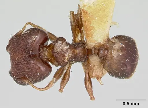 Pheidole recondita specimen CASENT0173104 image casent0173104_1