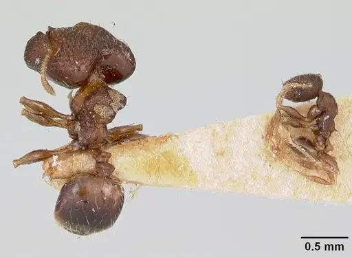 Pheidole recondita specimen CASENT0173104 image casent0173104_2