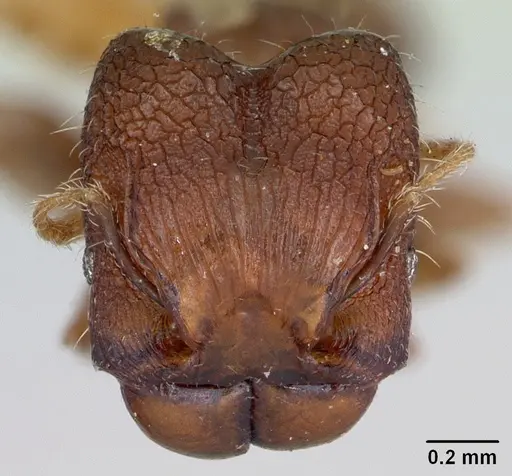 Pheidole recondita specimen CASENT0173104 image casent0173104_3