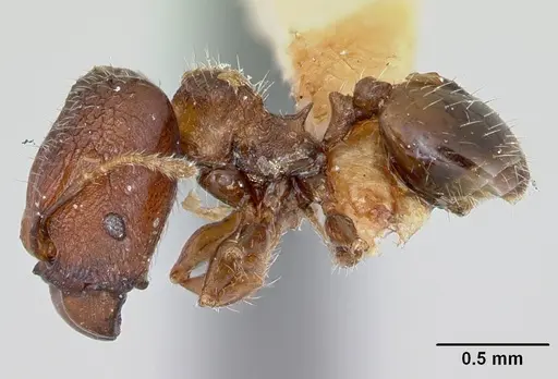 Pheidole recondita specimen CASENT0173104 image casent0173104_4