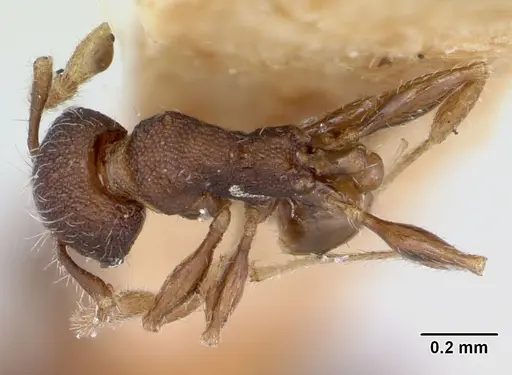 Pheidole recondita specimen CASENT0173105 image casent0173105_1