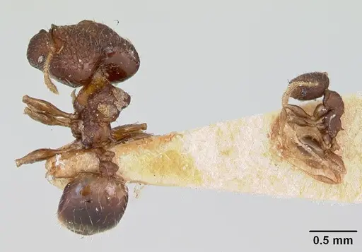 Pheidole recondita specimen CASENT0173105 image casent0173105_2
