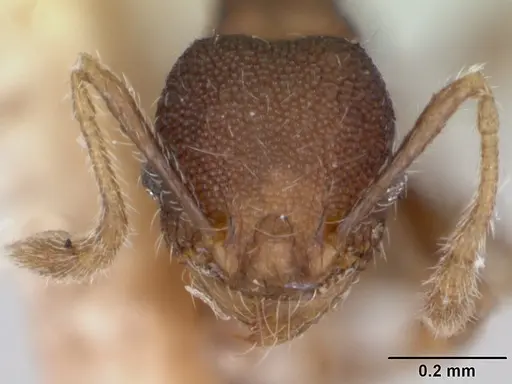 Pheidole recondita specimen CASENT0173105 image casent0173105_3