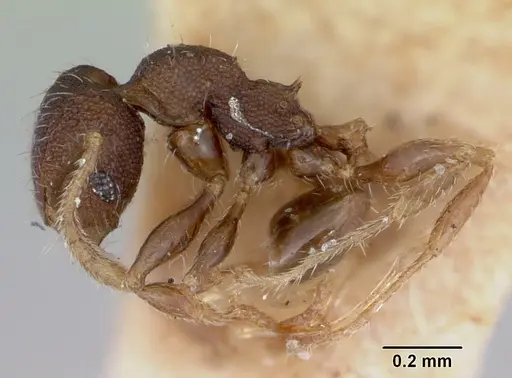 Pheidole recondita specimen CASENT0173105 image casent0173105_4