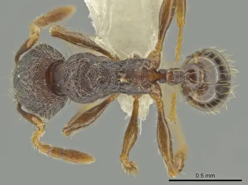 Pheidole rectisentis specimen CASENT0624140 image casent0624140_1