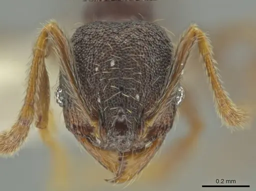 Pheidole rectisentis specimen CASENT0624140 image casent0624140_2