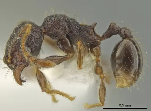 Pheidole rectisentis specimen CASENT0624140 image casent0624140_3