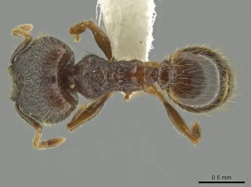 Pheidole rectisentis specimen CASENT0624141 image casent0624141_1