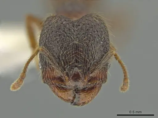 Pheidole rectisentis specimen CASENT0624141 image casent0624141_2