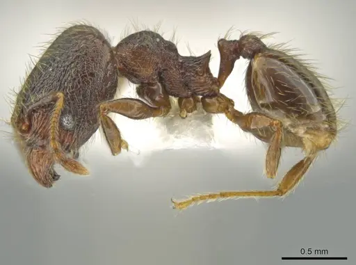 Pheidole rectisentis specimen CASENT0624141 image casent0624141_3