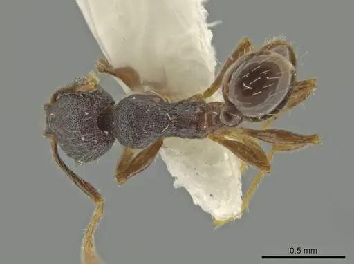 Pheidole rectisentis specimen CASENT0645859 image casent0645859_1