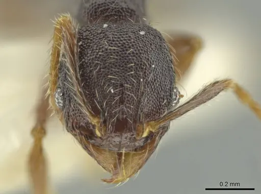 Pheidole rectisentis specimen CASENT0645859 image casent0645859_2