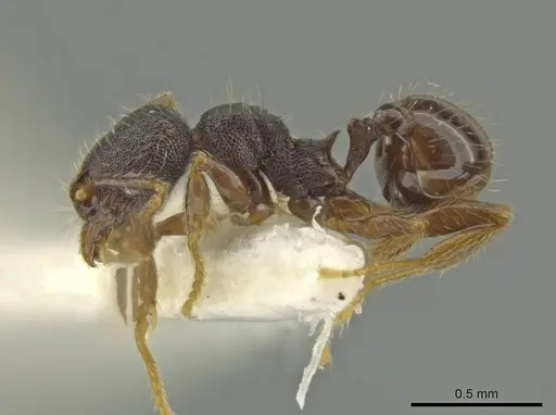Pheidole rectisentis specimen CASENT0645859 image casent0645859_3