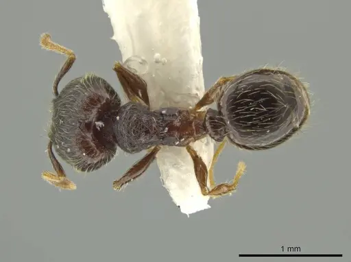 Pheidole rectisentis specimen JTLC000016508 image jtlc000016508_1
