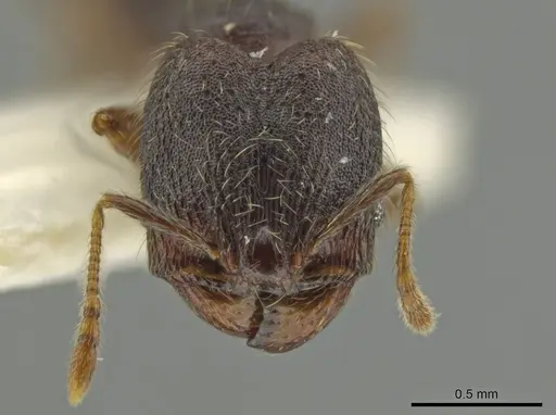 Pheidole rectisentis specimen JTLC000016508 image jtlc000016508_2