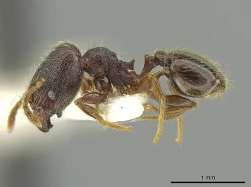 Pheidole rectisentis specimen JTLC000016508 image jtlc000016508_3