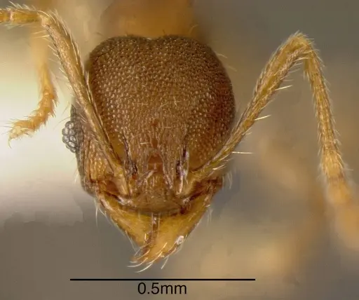 Pheidole rectispina specimen CASENT0635516 image casent0635516_1