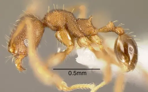 Pheidole rectispina specimen CASENT0635516 image casent0635516_2