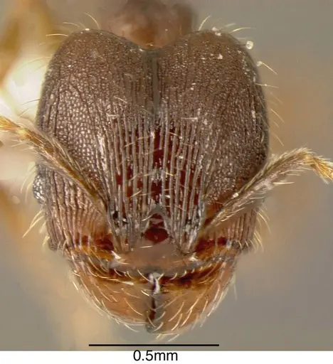 Pheidole rectispina specimen INBIOCRI001242943 image inbiocri001242943_1