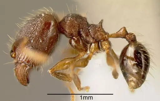 Pheidole rectispina specimen INBIOCRI001242943 image inbiocri001242943_2