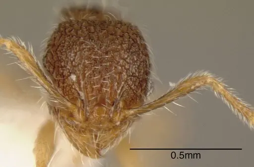 Pheidole rectitrudis specimen CASENT0635517 image casent0635517_1